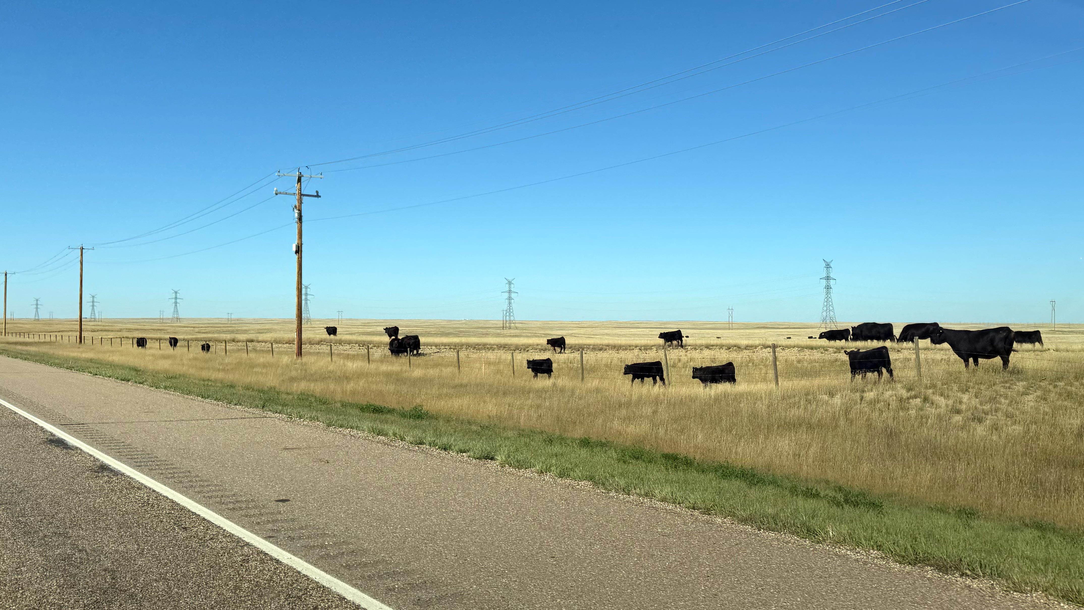 Highway Man — Tom Cochrane rode the highway all night long. I did it in the daytime, like a grown-up, and I stopped for snacks. Three hours from Medicine Hat, a lot of cows, and exactly two pronghorn.