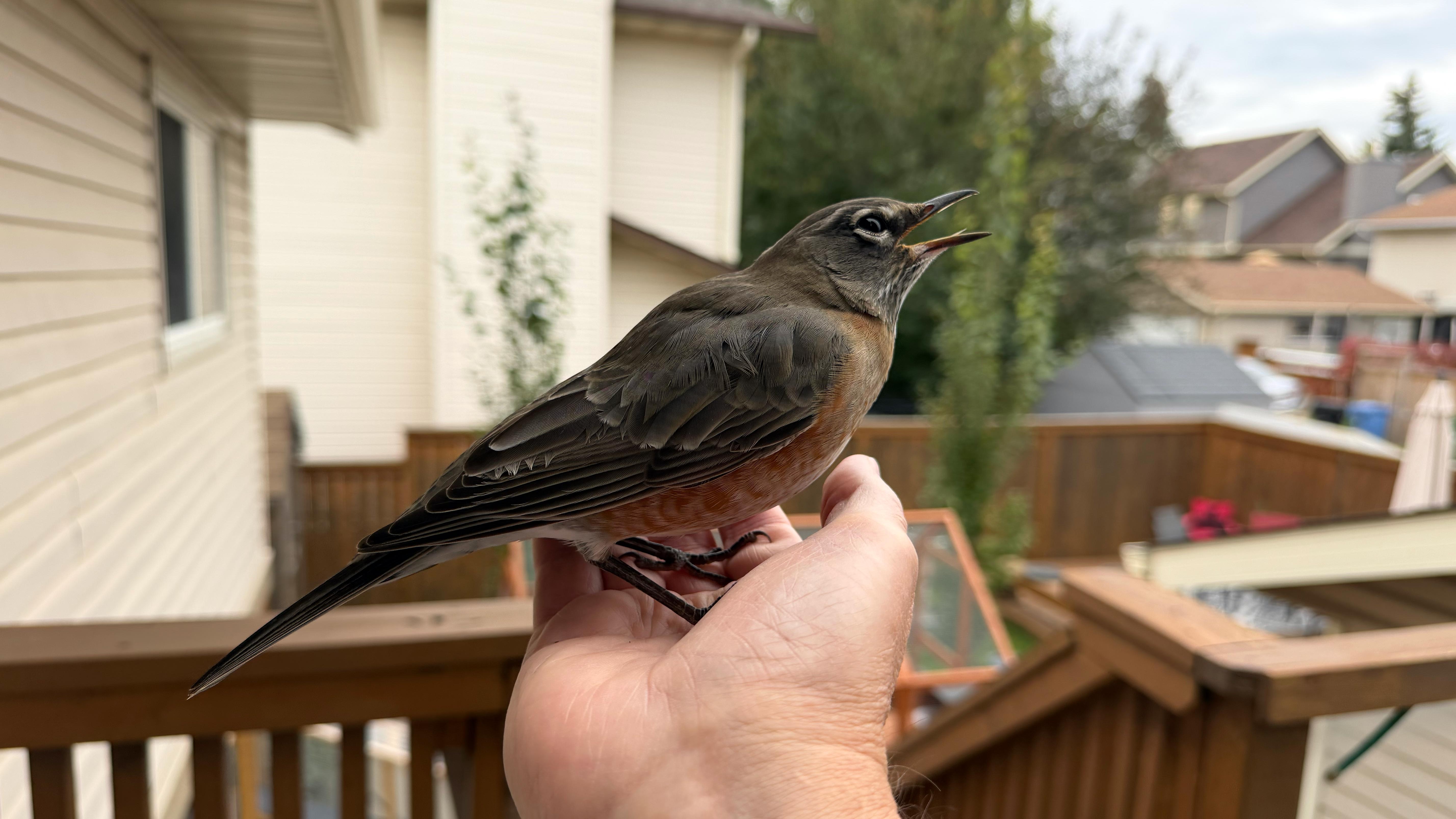 Bird Brain — I did my best Mr Miyagi, slapped my hands together for the healing friction, then stood on the deck holding a concussed robin for ten minutes while she decided how she felt about it.