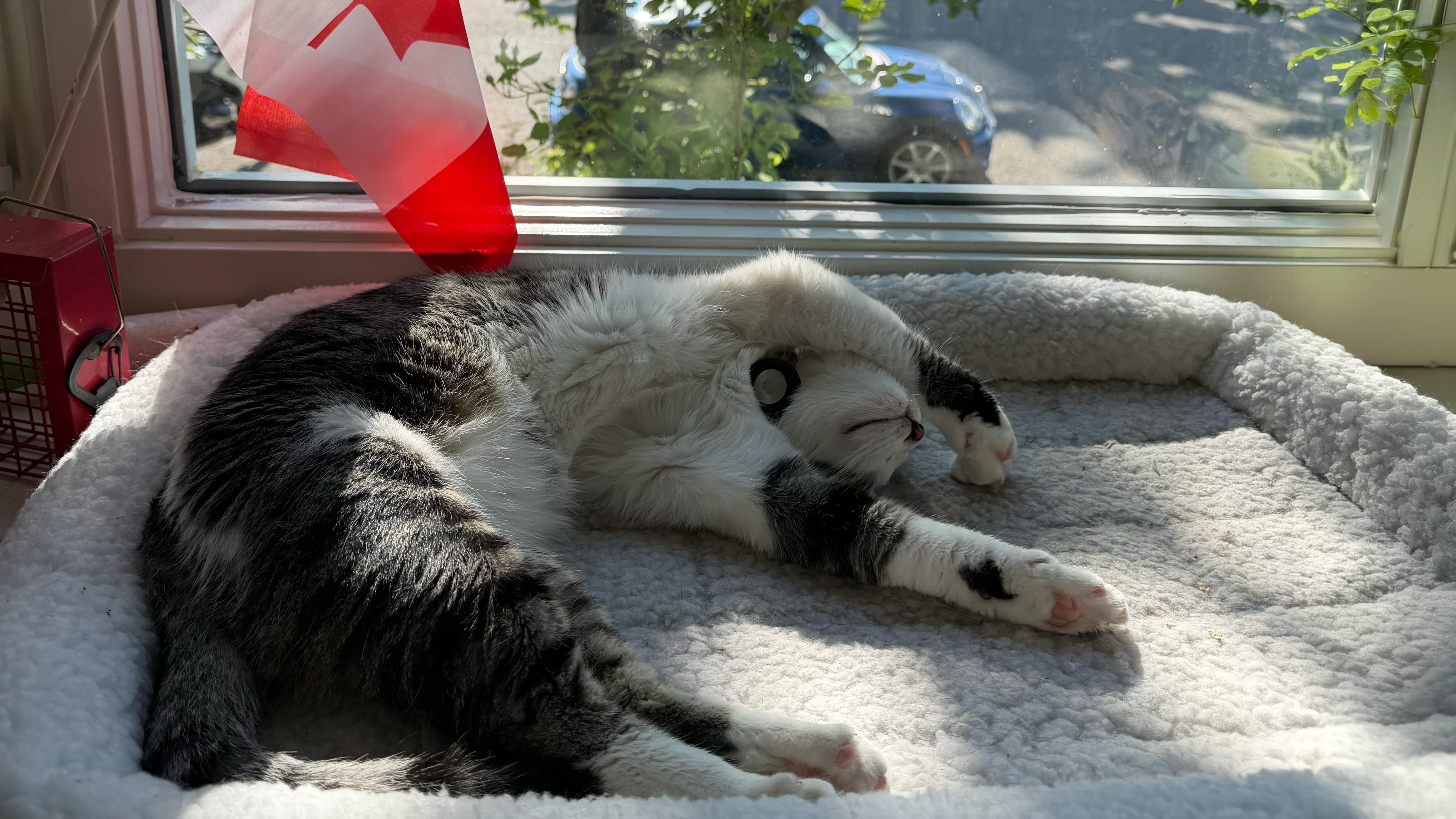 Cat Tum — When Mabel isn't killing things, she can be found relaxing in her favourite sunbeam. Cute. Fuzzy. A little smile pulling at her lips. Probably dreaming of dismembering something.